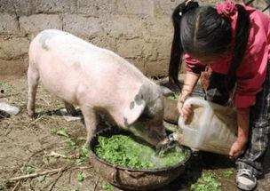 娱乐吃瓜猪衢州  第2张