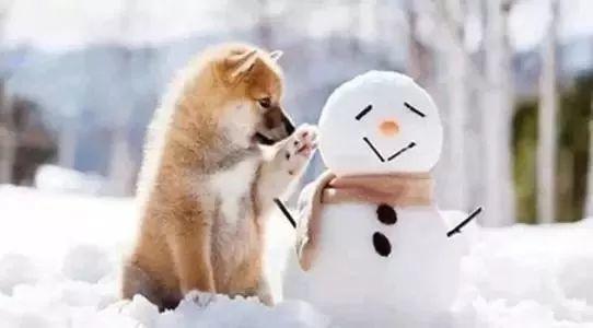 雪可爱爆料陈死狗视频,真相大白引热议  第3张